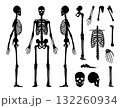 Human bones skeleton silhouette collection set. High detailed Vector illustration 132260934