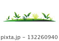 Green lawn with grass and plants on white background, composition of plants on the sunny lawn 132260940