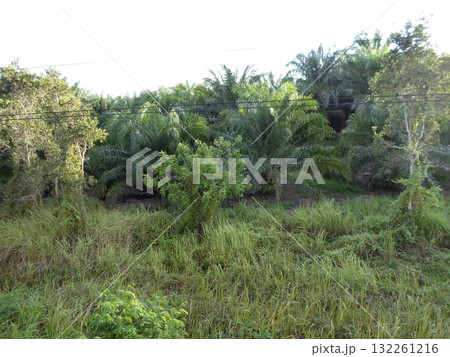 A Lush Landscape with Palms and Greenery Seen Through a Train Window with Tracks 132261216