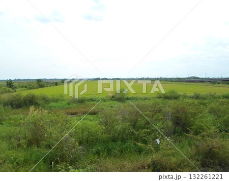 Vast Cultivated Green Field with Neat Rows Under a Cloudy Sky in Daylight Vast Cultivated Green Field with Neat Rows Under a Cloudy Sky in Daylight 132261221