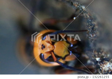 秋のオオスズメバチ 132261255