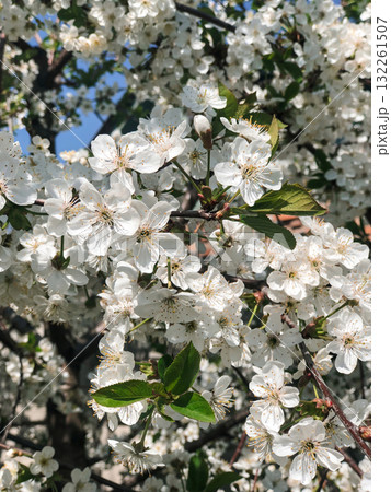 A vibrant close-up of a blooming cherry tree branch in full splendor during springtime. A vibrant close-up of a blooming cherry tree branch in full splendor during springtime. 132261507