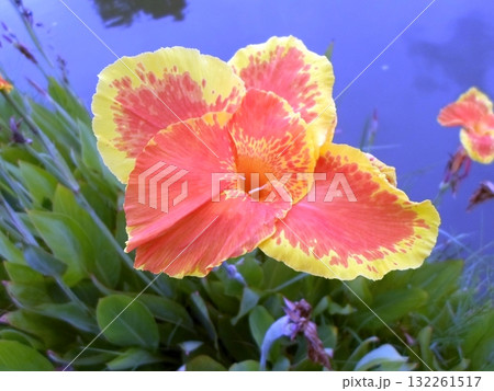 Vibrant Orange and Yellow Flower with Speckled Petals Amid Green Foliage by Water 132261517