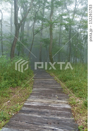 霧に包まれる森の中の木道 霧に包まれる森の中の木道 132261783