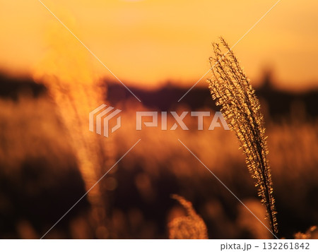 秋の曽爾高原 夕日に映えるススキの穂先 秋の曽爾高原 夕日に映えるススキの穂先 132261842