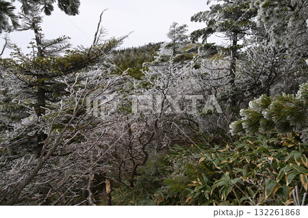 秋の西吾妻山 132261868