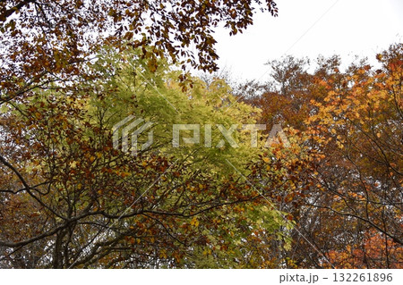 秋の西吾妻山 132261896