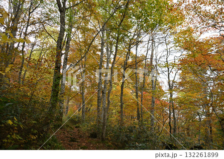 秋の西吾妻山 132261899