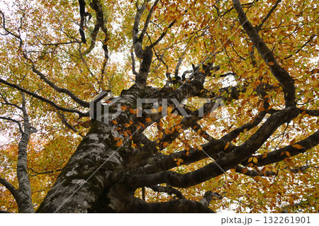 秋の西吾妻山 132261901