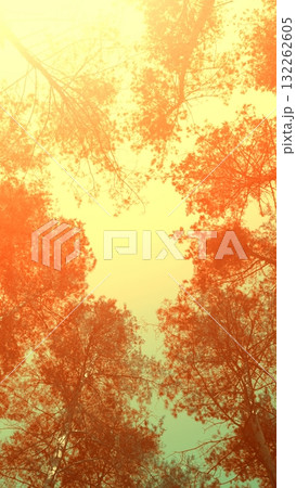 Frame from trees at sunset in spring. Pine forest in the evening. Perspective view. Pine trees against the sky. Vertical banner 132262605