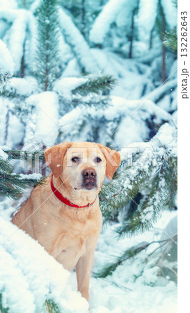 Portrait of a Labrador Retriever dog outdoors in winter in a snowy park. Vertical banner 132262643