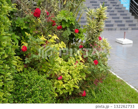 Lush Outdoor Garden with Vibrant Red Roses and Variegated Foliage 132262733