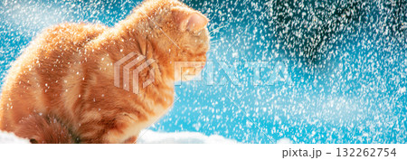 Portrait of a kitten sitting on the snow in winter during a snowfall. Horizontal banner 132262754