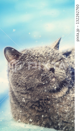 Blue British shorthair cat lying outdoors in winter. The cat is in the deep snow. Vertical banner 132262760