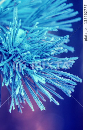 Pine branches covered with rime. Nature winter background. Winter nature. Snowy forest. Christmas background. Vertical banner 132262777