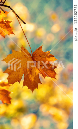Maple branch with orange leaves in the forest in autumn. Vertical banner Maple branch with orange leaves in the forest in autumn. Vertical banner 132262781