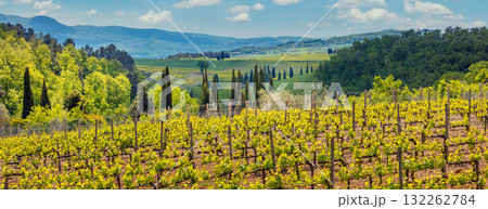 Grapevine plantation. Beautiful landscape of Tuscany. Mountain valley with blue sky, Italy, Europe. Horizontal banner 132262784