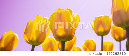 Tulips field in the spring. Yellow tulips against pink sky. Horizontal banner 132262810