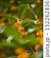 黄色いキンモクセイの花 132262836