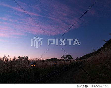 ススキの曽爾高原　夕闇迫るライトアップの遊歩道 132262838