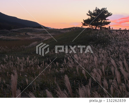 ススキの曽爾高原から夕日と一本松を臨む ススキの曽爾高原から夕日と一本松を臨む 132262839