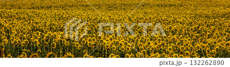 A blooming field of sunflowers. Horizontal banner A blooming field of sunflowers. Horizontal banner 132262890