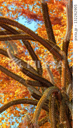 Succulent plants natural background. Vertical banner 132262905