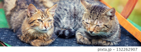 Two cats are lying on the rug. Horizontal banner Two cats are lying on the rug. Horizontal banner 132262907