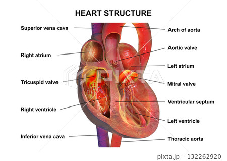 Heart structure cross-section, 3D illustration 132262920