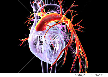 Pulmonary trunk highlighted in red, 3D illustration 132262932