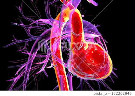 Human heart with left ventricle and aorta highlighted in red, 3D illustration. These structures pump oxygenated blood into systemic circulation. 132262946