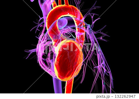 Human heart with left ventricle and aorta highlighted in red, 3D illustration. These structures pump oxygenated blood into systemic circulation. 132262947