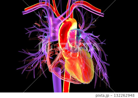 Human heart with left ventricle and aorta highlighted in red, 3D illustration. These structures pump oxygenated blood into systemic circulation. 132262948