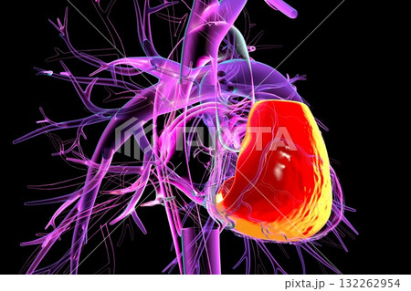 Human heart with right ventricle highlighted in red, 3D illustration. 132262954
