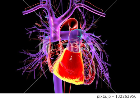 Human heart with right ventricle highlighted in red, 3D illustration. 132262956