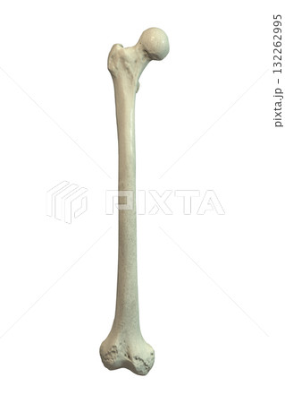 Anatomy of femur bone, 3D illustration 132262995