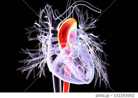 Heart with aorta highlighted in red, 3D illustration 132263002
