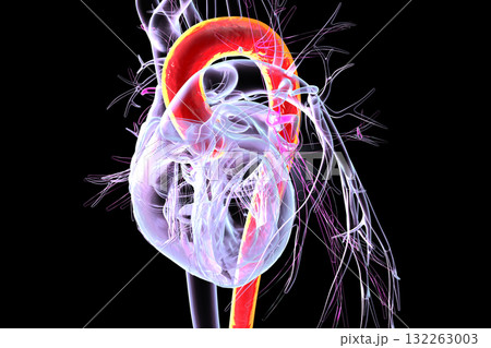 Heart with aorta highlighted in red, 3D illustration 132263003