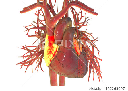 Heart with atria, 3D illustration 132263007