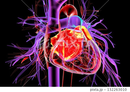 Left atrium highlighted in red, 3D illustration 132263010