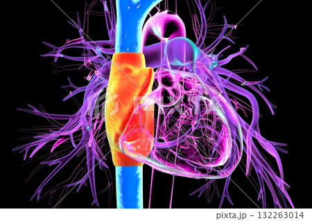 Right atrium, superior and inferior vena cava, 3D illustration 132263014