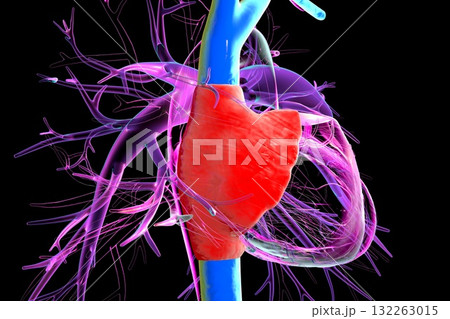 Right atrium, superior and inferior vena cava, 3D illustration Right atrium, superior and inferior vena cava, 3D illustration 132263015