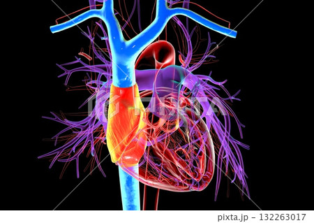 Right atrium, superior and inferior vena cava, 3D illustration 132263017