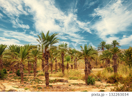 Rural landscape with date palms plantation and beautiful cloudy sky 132263034