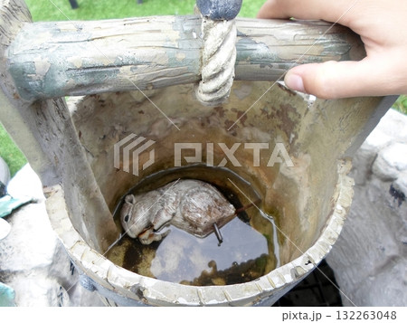 A Small Statue of Mouse Trapped in a Rusty Well Bucket with Water A Small Statue of Mouse Trapped in a Rusty Well Bucket with Water 132263048
