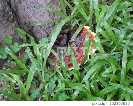 Glossy Red Mushroom at the Base of a Tree with Clover and Grass 132263050