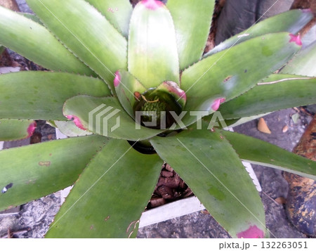 Lush Green Bromeliad with Pink Tipped Leaves in a White Pot Lush Green Bromeliad with Pink Tipped Leaves in a White Pot 132263051