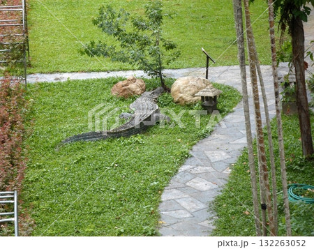 Large Alligator Resting on Grass Near a Stone Path and Lantern 132263052