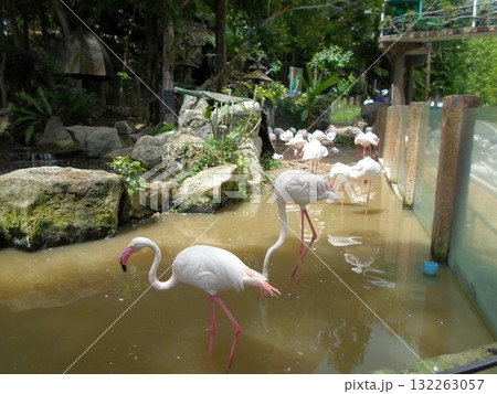 Flamingos Wading in Murky Water with Rocks and Greenery in a Zoo Enclosure 132263057