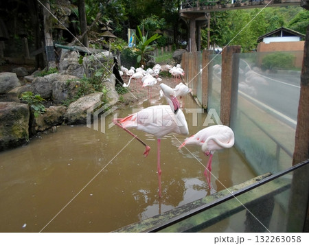 Flamingos Balancing Gracefully in a Murky Zoo Pond with Lush Surroundings 132263058